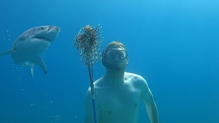 Invasive Fish Catch amp Cook  Spear Fishing Lionfish with my Kids [upl. by Warrick]