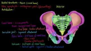 Skeletal Structures The Pelvis [upl. by Eloken]