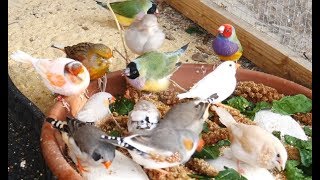 1 Hour of Mixed Aviary Birds  Gouldian Finch Carary Quail Zebra Finch and more [upl. by Lejna]