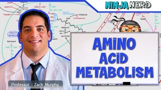 Metabolism  Amino Acid Metabolism [upl. by Ursula880]