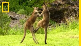 Kangaroo vs Kangaroo  National Geographic [upl. by Schrader]