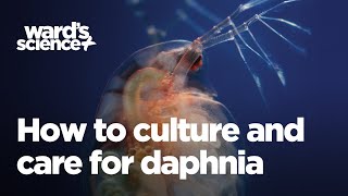 Caring and Culturing for Daphnia [upl. by Jegar]