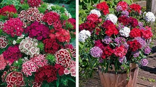 How to Plant Dianthus Barbatus Sweet William WinterSpring Guide [upl. by Notyap]