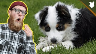 What To Do With A NEW AUSTRALIAN SHEPHERD PUPPY [upl. by Ettigdirb]