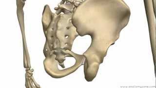 Bones of the Pelvis  Hip Bones  Anatomy Tutorial [upl. by Aggappe]