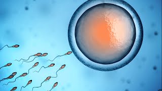 In Vitro Maturation of Oocytes [upl. by Rotkiv]