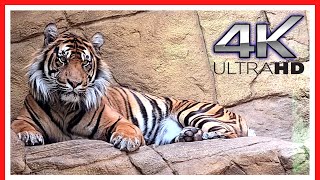 London Zoo Animals  FULL walking tour  Things to do in LONDON  3h40m [upl. by Laban]