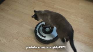 Cat shows HOW TO use iRobot Roomba Vacuum [upl. by Birgitta]