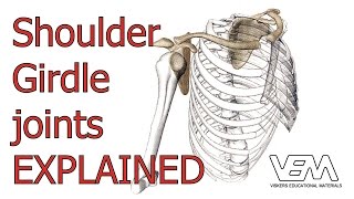 Joints of the Shoulder Girdle [upl. by Eirolam549]