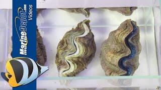 How to Care for Tridacna Clams in Your Saltwater Aquarium [upl. by Nyliuqcaj]