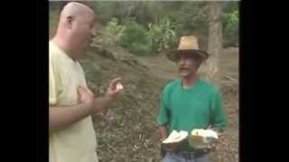 Zimmern Vs Durian [upl. by Maggy]