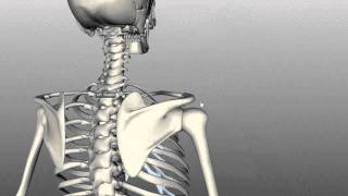 Scapula and Clavicle  Shoulder Girdle  Anatomy Tutorial [upl. by April284]