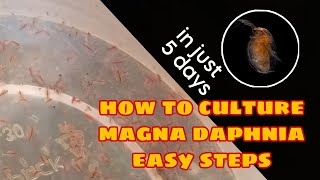 How to Culture Magna Daphnia Easily [upl. by Holleran]