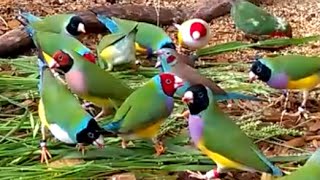 Gorgeous Gouldian Finches  my 2016 breeding stock [upl. by Aihsekan252]