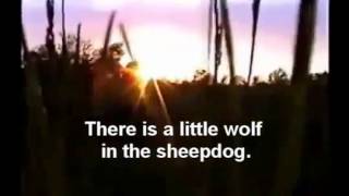 Sheepdogs vs Wolves [upl. by Leiuqese64]