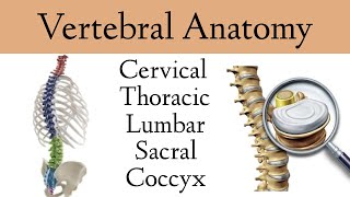 Vertebral Column Anatomy and Bones Cervical Thoracic Lumbar Sacral Spine [upl. by Nivlac]