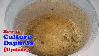 How to Culture Daphnia Update with ZERO Cost  Unlimited Live Food for Our Fish [upl. by Neehsar102]