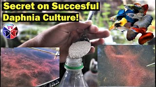 How to Culture Daphnia Successfully [upl. by Laina322]