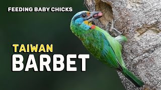 Taiwan Barbet Psilopogon nuchalis [upl. by Navi710]