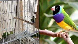 Lady Gouldian Finch  5 Tips for Breeding Success [upl. by Akem]