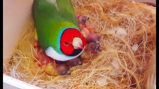 Gouldian finches Breeding  Best Collective Video 2  Birds Likers [upl. by Horan]