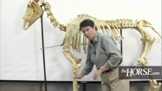 The Horses Skeleton Overview [upl. by Siri]