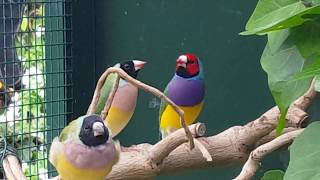 Gouldian Finches in aviary outside Gouldamadines in buiten voliere [upl. by Goles]