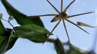 This Terrifying Spider Hunts Fish Underwater [upl. by Treblig]