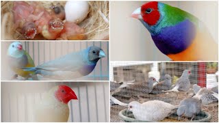 Visiting a friends AVIARY  Exotic Finches  Gouldian Finches aviary birds burung चिड़िया [upl. by Nibur367]