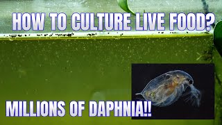 How to Culture Daphnia Secret Method to Breed MILLIONS  Simply Aquatic [upl. by Wolfram]