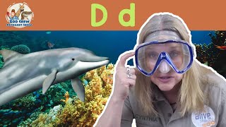 Zoo Crew Alphabet Show  Dolphins and Letter D [upl. by Wylie410]