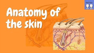 Anatomy of the Skin Epidermis Dermis Hypodermis [upl. by Hajed]