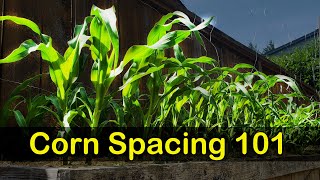 Corn Spacing 101  Garden Quickie Episode 8 [upl. by Merna]