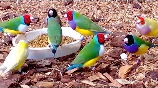 Stunning Lady Gouldian Finches feeding [upl. by Nedaj]