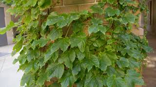 Parthenocissus tricuspidata  Boston Ivy [upl. by Longtin348]