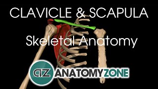 Clavicle and Scapula  Shoulder Girdle  Anatomy Tutorial [upl. by Seadon]