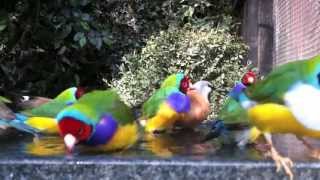 Gouldian finches bathing with their friends in an outdoor planted aviary [upl. by Dasha738]