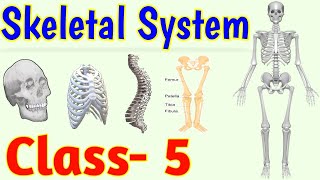 The Skeletal System  Human Skeleton  Class 5  Science [upl. by Hatcher278]