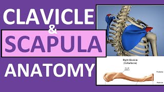 Clavicle and Scapula Anatomy The Pectoral Girdle [upl. by Grefe]