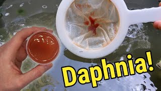 How I Culture Daphnia In Outdoor Tubs [upl. by Eilak]