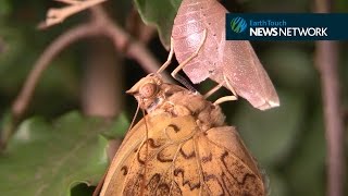 Beautiful butterfly emerges from its chrysalis [upl. by Johnnie]