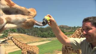 San Diego Zoo Kids  Giraffe [upl. by Novahs900]