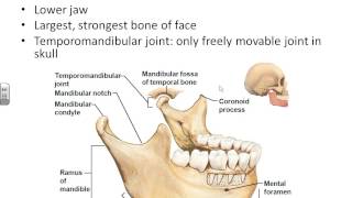 AampP I Chapter 7axial skeleton [upl. by Eiznekam563]