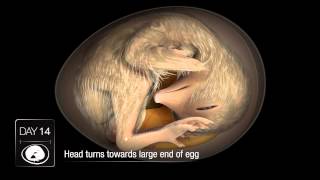 Chicken Embryo Development [upl. by Egamlat]