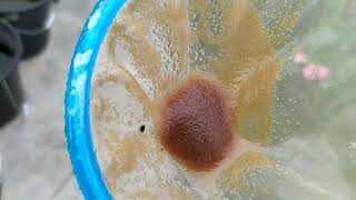 How to culture daphnia moina in a small container Part 1 English Subtitle [upl. by Ahsratal]