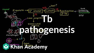 TB pathogenesis  Infectious diseases  NCLEXRN  Khan Academy [upl. by Ashraf507]