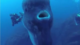 Facts The Ocean Sunfish Mola mola [upl. by Kemble]