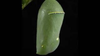 Monarch chrysalis time lapse [upl. by Edison]