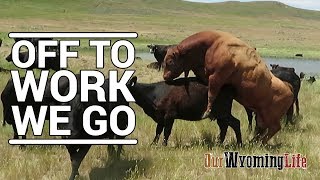 Putting Bulls In With The Cows on the Ranch [upl. by Olaznog]