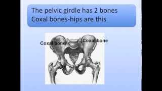 Pectoral and Pelvic Girdles Song Shoulder and Hips [upl. by Woodhouse]